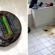 Imagen para el artículo titulado Antes de comprar una Roomba en Prime Day asegúrate que tu mascota es compatible con la aspiradora